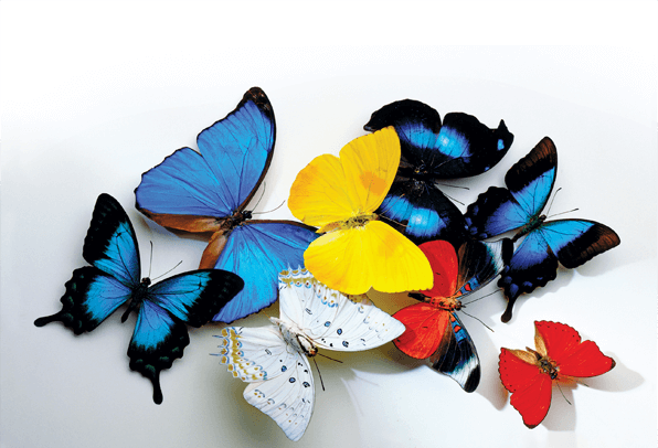 butterflies